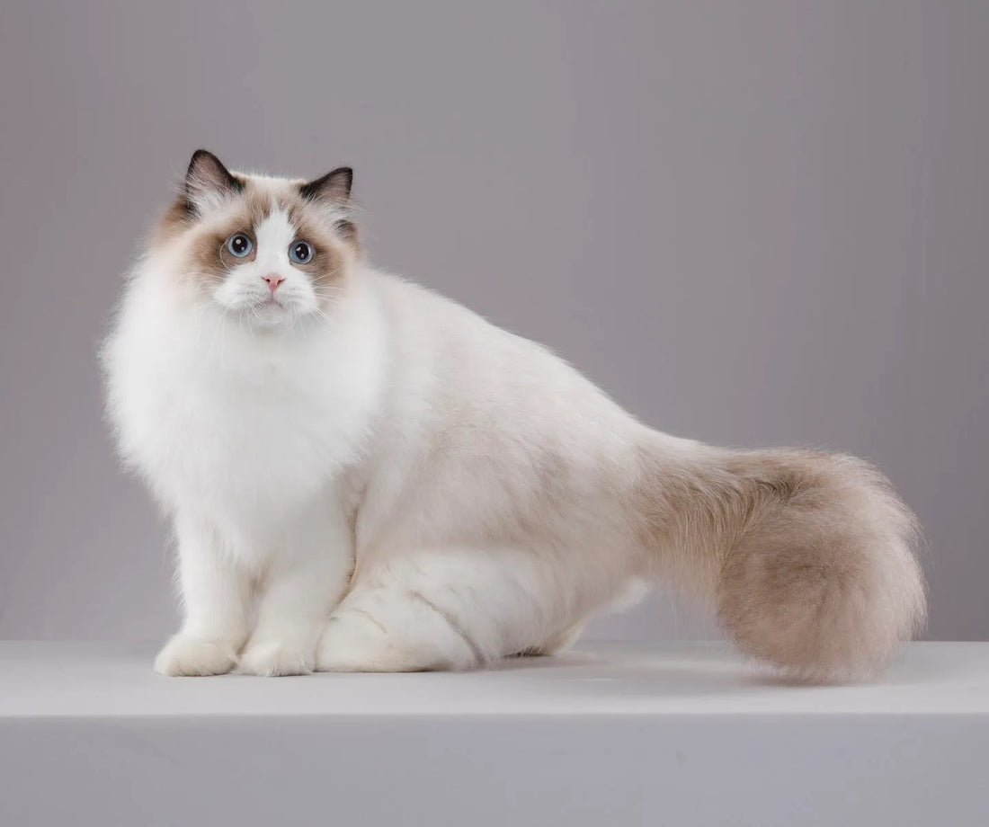 Take a look…what might your cat's tail be telling us?