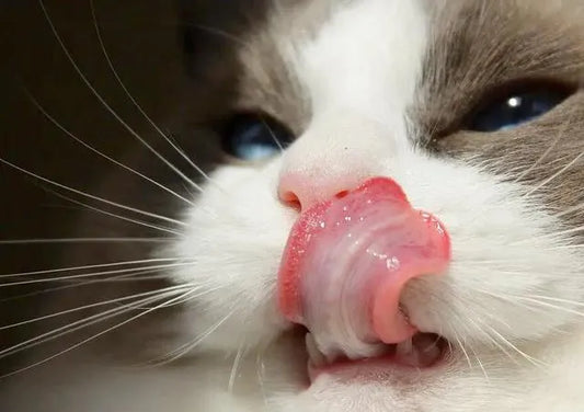 Probiotic powder for pets — Take care of your pet's health from the inside with PetHealer.