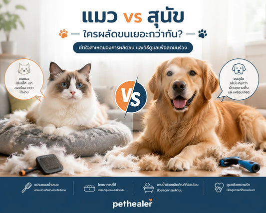 Cats vs. Dogs: Which Sheds More? With advice from a Pethealer.