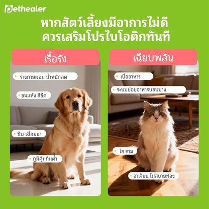 Pethealer ขนมโปรไบโอติก ช่วยการย่อยและลำไส้