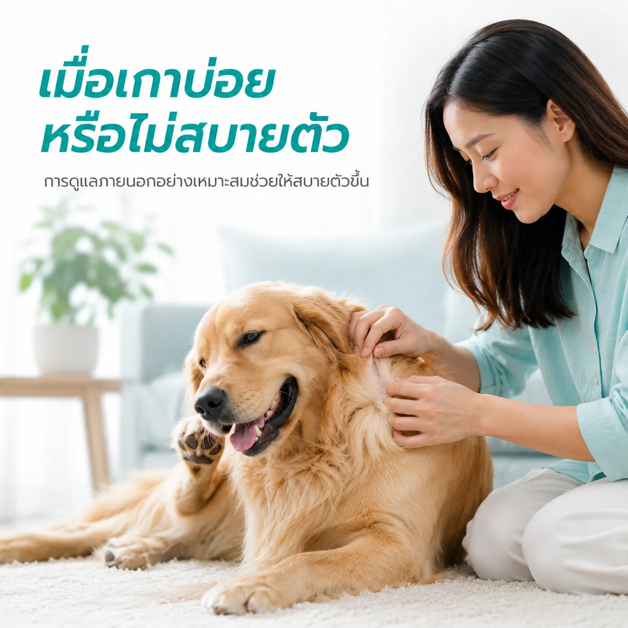 pethealer ยาหยดกำจัดเห็บหมัดสุนัข Fipronil